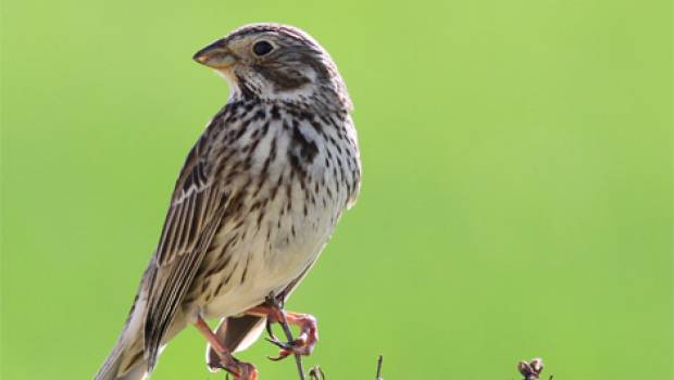 Dans les milieux agricoles, les oiseaux disparaissent à une vitesse alarmante