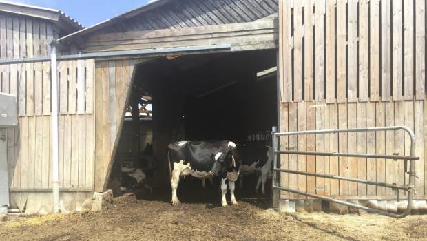 [Reportage] Les fermes laitières s’engagent pour réduire leurs émissions carbone