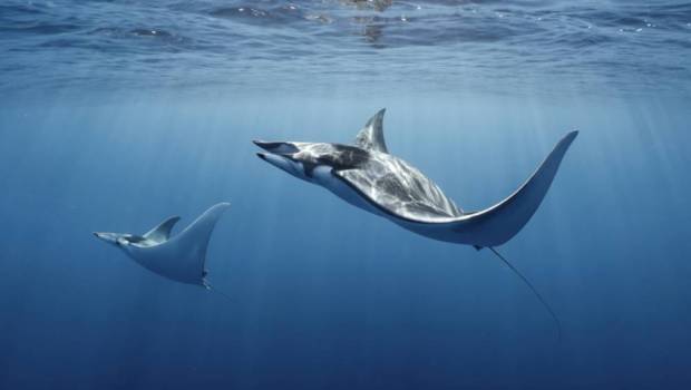 Diable de mer : l’espèce passe en « danger critique d’extinction »