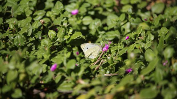 Les assises de la biodiversité se tiendront du 19 au 21 juin à Massy