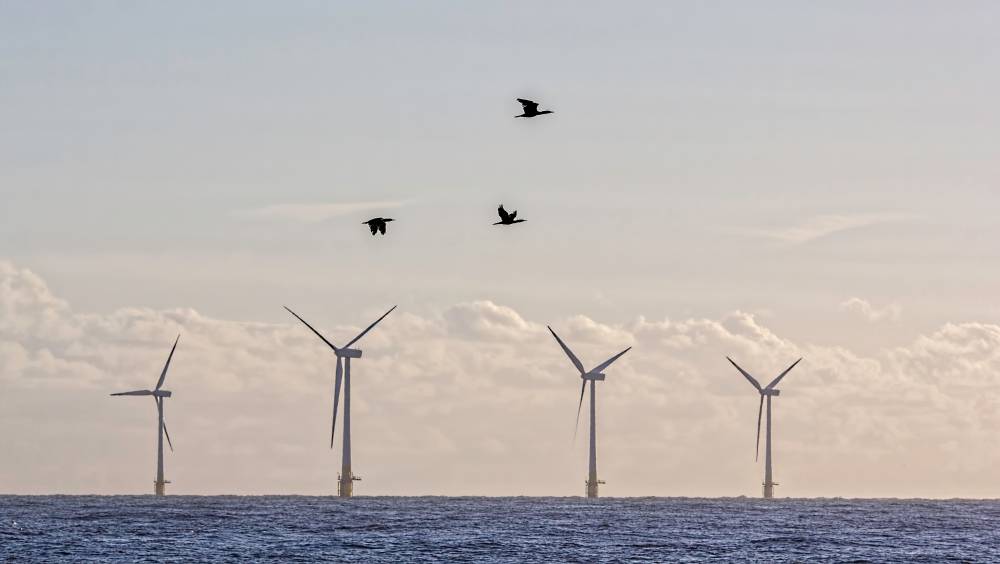 Un premier fonds biodiversité dédié à l’éolien en mer
