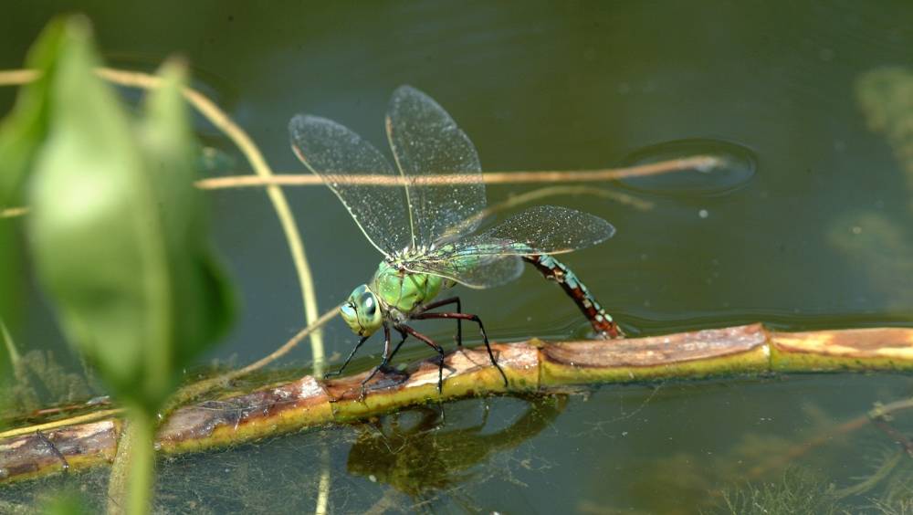 Hausse de la contribution des agences de l'eau à l'Office Français de la Biodiversité