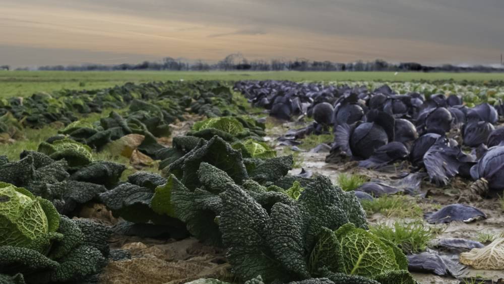 L'alimentation au menu des politiques territoriales