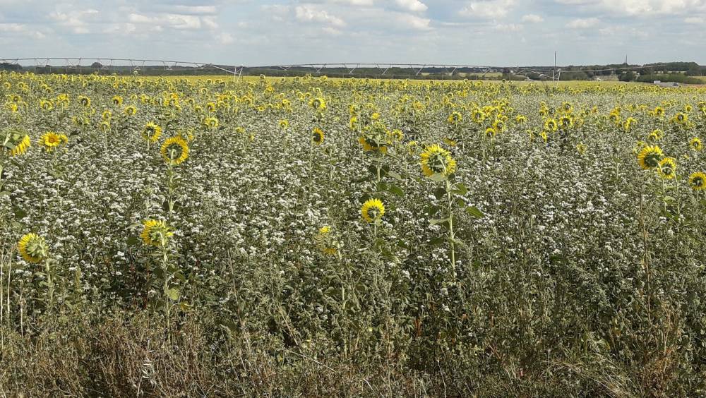 Protection de la ressource  : l’agriculture bio, graine de dépollution