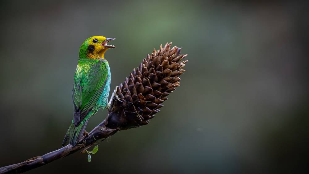 COP16 biodiversité : les trois grands enjeux des négociations