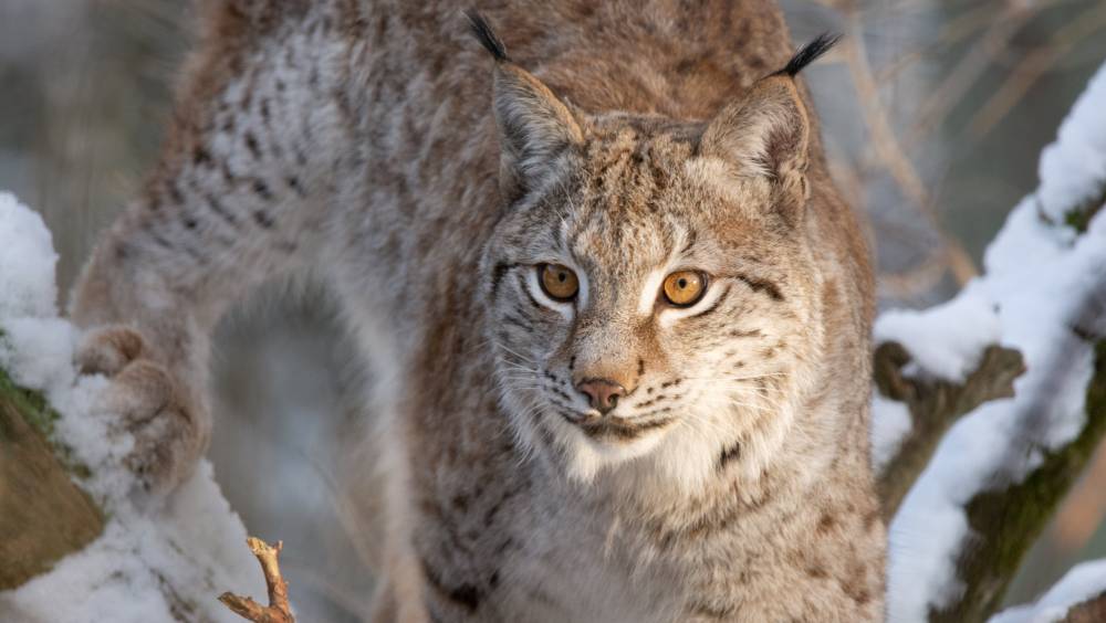 COP16 :  les « crédits biodiversité » cherchent leur modèle