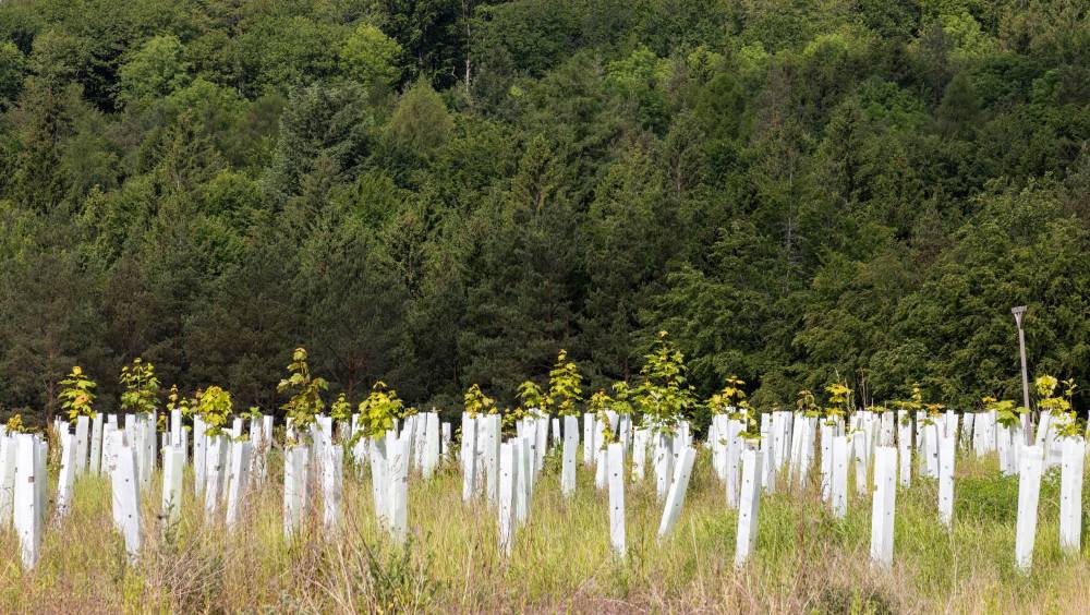 Qu’est-ce que le génie écologique ?