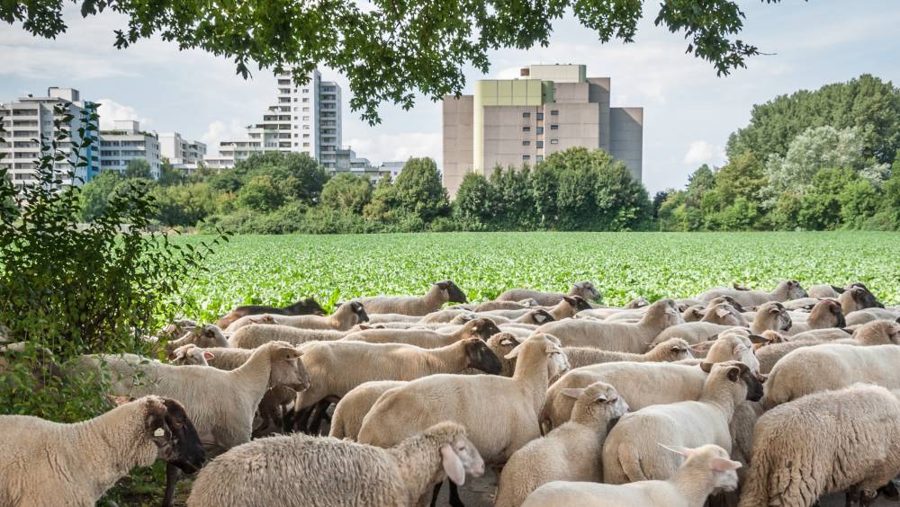 Entreprises et collectivités, trouvez vos moutons !