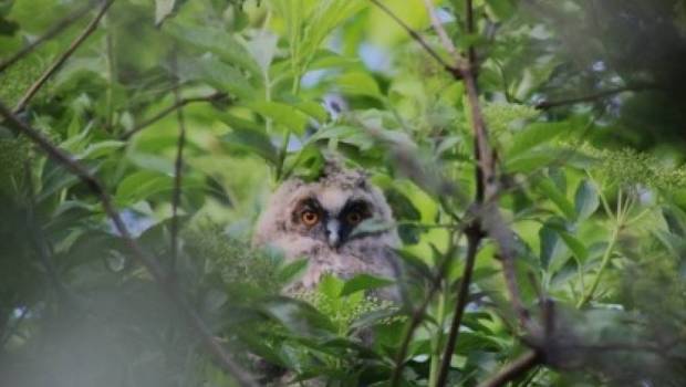 Trois Hiboux moyens-ducs dans le Parc national des Chanteraines