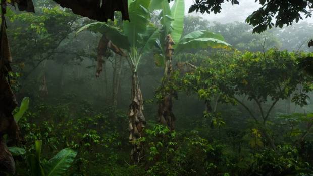 Les arbres d’ombrage des caféières, un atout climatique sous-estimé